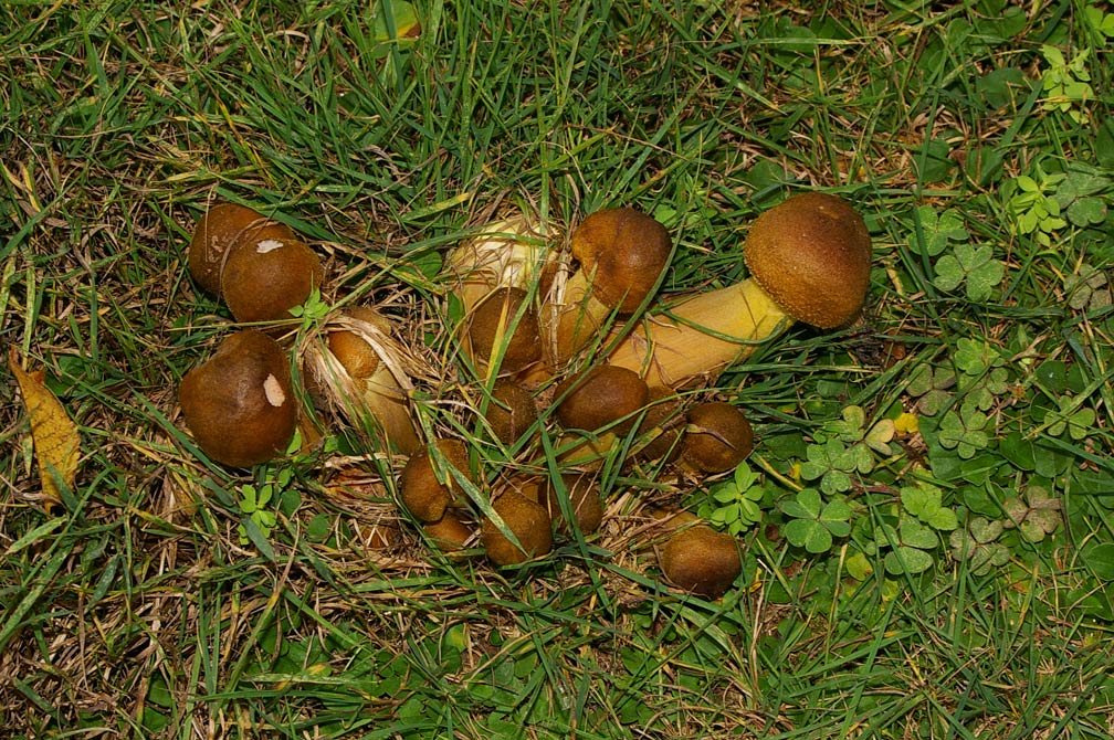 Armillaria?